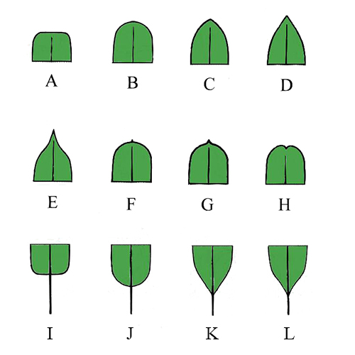 Blattspitzenformen und Form der Blattbasis